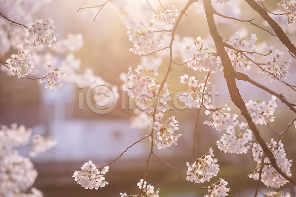 사람없음 JPG 아웃포커스 포토 노을 벚꽃 봄 야외 주간