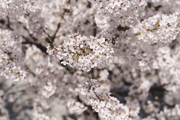 사람없음 JPG 아웃포커스 포토 벚꽃 봄 야외 주간