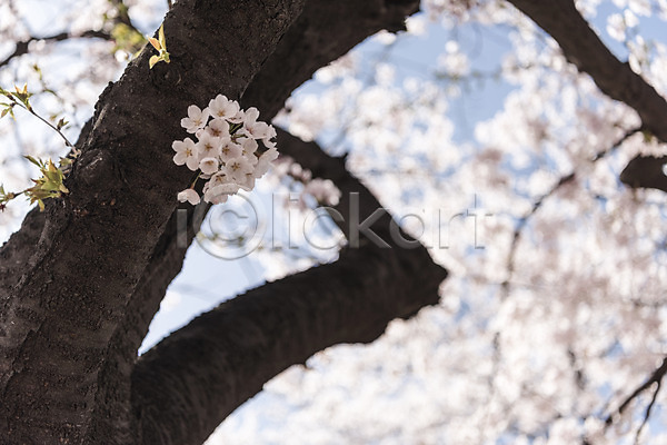 사람없음 JPG 아웃포커스 포토 벚꽃 봄 야외 주간 하늘