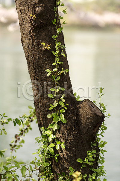 사람없음 JPG 아웃포커스 포토 나뭇잎 덩굴 봄 야외 주간