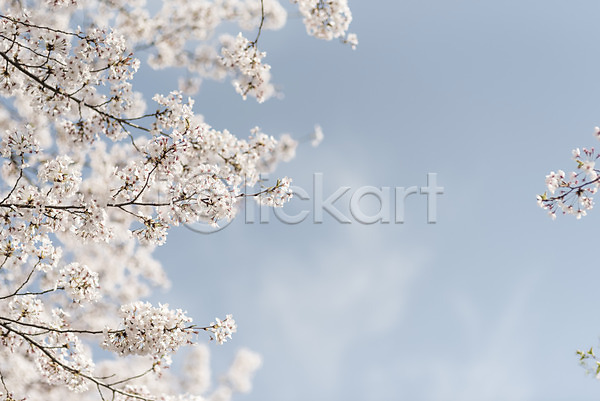 사람없음 JPG 포토 벚꽃 봄 야외 주간 하늘