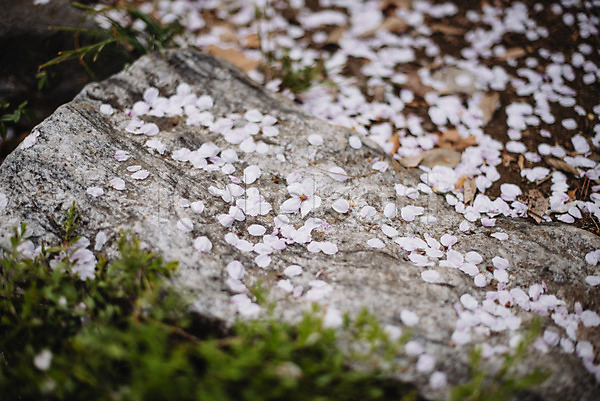 사람없음 JPG 아웃포커스 포토 꽃잎 나뭇잎 낙화 바위 벚꽃 봄 야외 주간