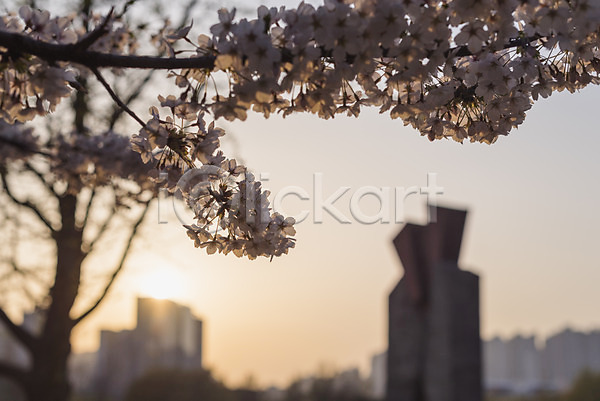 사람없음 JPG 아웃포커스 포토 건물 노을 벚꽃 봄 빌딩 야외 주간
