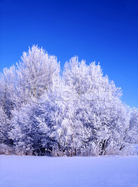 사람없음 JPG 포토 해외이미지 겨울 겨울풍경 나무 눈(날씨) 맑음 야외 자연 주간 하늘 해외202004