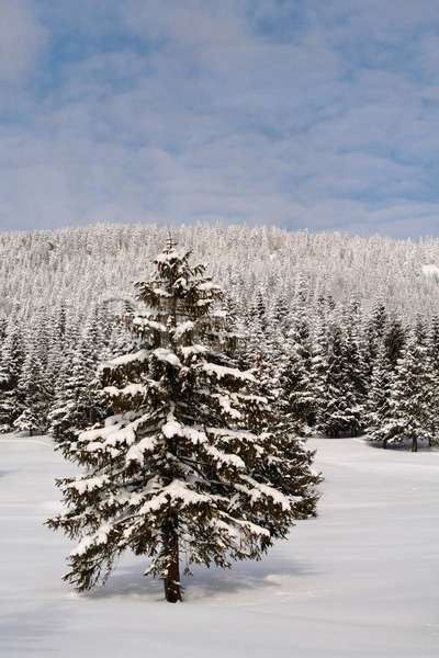 추위 사람없음 JPG 포토 해외이미지 가루 겨울 경사 나무 눈내림 루마니아 맑음 산 소나무 스키 스포츠 얼음 유럽 자연 전나무 크리스마스 크리스탈 파란색 풍경(경치) 하늘 해외202004 햇빛 휴가 휴양지 흰색