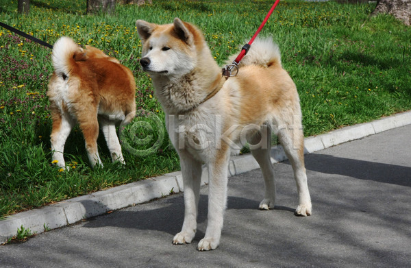 산책 사람없음 JPG 포토 해외이미지 강아지 두마리 목줄 반려견 아키타견 야외 주간 해외202004