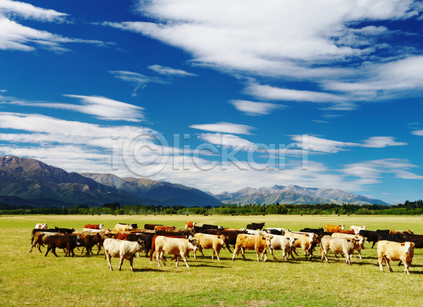 사람없음 JPG 포토 해외이미지 가축 농경지 맑음 목장 방목 소 시골 야외 여러마리 주간 풍경(경치) 해외202004