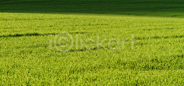 성장 신선 사람없음 JPG 포토 해외이미지 건강 꽃 꽃무늬 나뭇가지 내추럴 농업 디자인 맑음 밭 백그라운드 봄 시골 식물 씨앗 야외 여름 유기농 잎 자연 장식 정원 줄기 질감 초록색 컬러풀 패턴 풍경 해외202004 해외포토 햇빛 환경