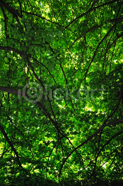 신선 사람없음 JPG 포토 해외이미지 계절 공원 나무 나뭇가지 내추럴 닫기 목재 백그라운드 숲 시골 여름(계절) 잎 자연 초록색 해외202004 햇빛 환경