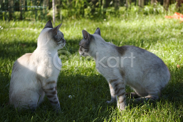 사람없음 JPG 포토 해외이미지 2 고양이 동물 반려동물 쌍둥이 줄무늬 커플 털 포유류 해외202004 회색 흰색