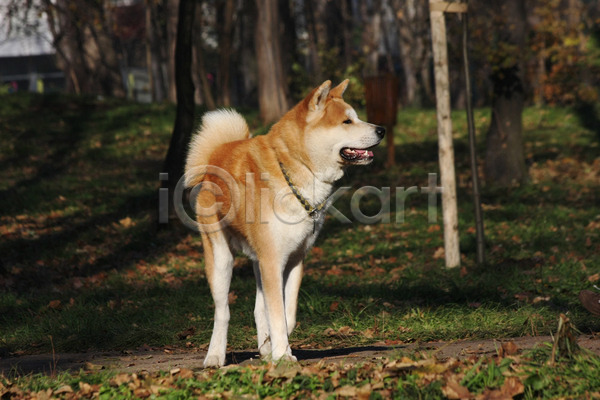 산책 사람없음 JPG 포토 해외이미지 강아지 걷기 반려견 아키타견 야외 주간 한마리 해외202004