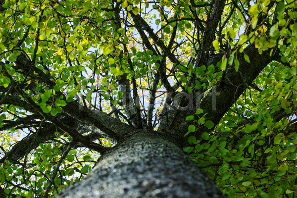 사람없음 JPG 포토 해외이미지 가을(계절) 나무 나뭇가지 노란색 실내 잎 줄기 초록색 치마 해외202004