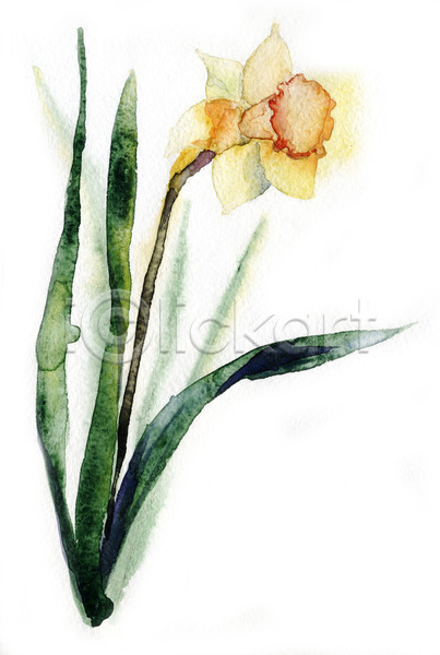 사람없음 JPG 일러스트 해외이미지 그림 꽃 꽃다발 번짐 붓터치 선물 수선화 수채화(물감) 식물 해외202004