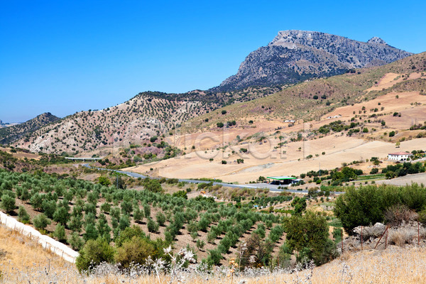 사람없음 JPG 포토 해외이미지 나무 농경지 농업 농장 맑음 모양 밭 빌라 산 세련 스페인 스페인어 시골 식물 안달루시아 야외 여름(계절) 여행 올리브 초록색 파란색 풍경(경치) 하늘 해외202004 햇빛