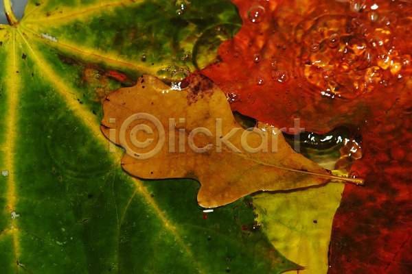 화려 활발 사람없음 JPG 포토 해외이미지 10월 11월 9월 가을(계절) 갈색 계절 기술 노란색 단풍 물 백그라운드 빨간색 수집 식물 오렌지 잎 자연 장면 젖음 질감 추상 해외202004 환경 황금