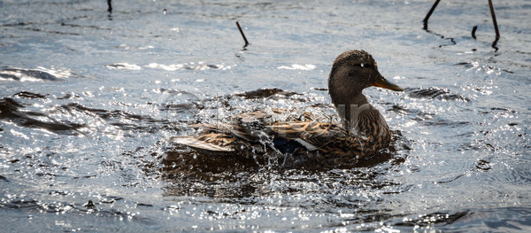 사람없음 JPG 포토 해외이미지 계산서 깃털 날개 내추럴 동물 물 삼림지대 생물 수영 수영선수 수영장 습지 야생동물 야외 연못 오리 자연 조류 해외202004 해외포토 호수 황무지