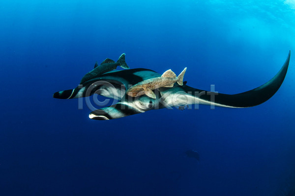 사람없음 JPG 포토 해외이미지 광선 깊이 다이빙 동물 멕시코 물 바다 바닷속 백그라운드 산호 수중 야생동물 야외 어류 여름(계절) 여행 자연 파란색 해외202004