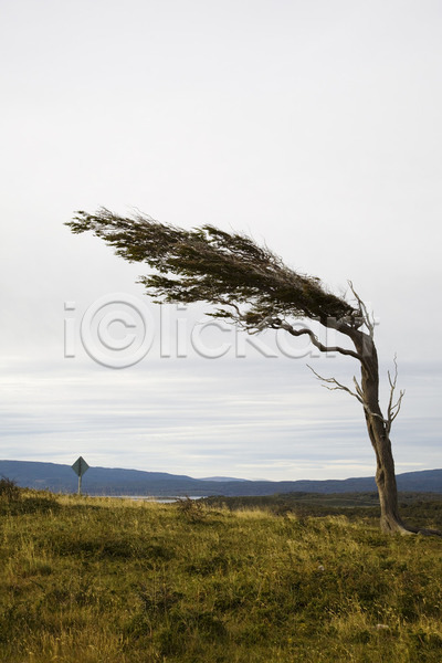 떨어짐 사람없음 JPG 포토 해외이미지 구름(자연) 나무 날씨 내추럴 미국 바람 아르헨티나 자연 폭풍우 풍경(경치) 해외202004