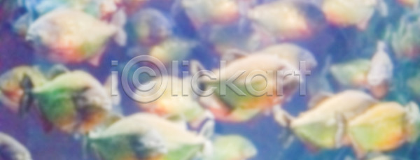 신선 위험 사람없음 JPG 소프트포커스 옆모습 포토 해외이미지 강 공격적 날카로움 남쪽 내추럴 동물 동물상 물 민물 반려동물 보케 빨간색 수영 수족관 수중 아마존 야생동물 어류 육식동물 이국적 자연 치아 컬러풀 해외202004 해외포토