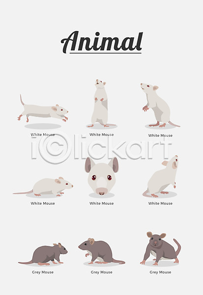 사람없음 AI(파일형식) 일러스트 동물 여러마리 종류 쥐 포유류 흰쥐