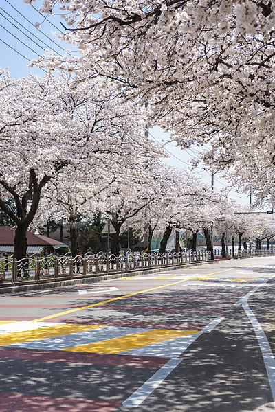 사람없음 JPG 포토 도로 벚꽃 벚나무 봄 봄꽃 봄풍경 삼척 야외 주간