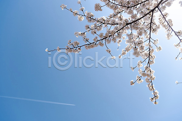 사람없음 JPG 포토 벚꽃 벚나무 봄 봄꽃 봄풍경 삼척 야외 주간 하늘