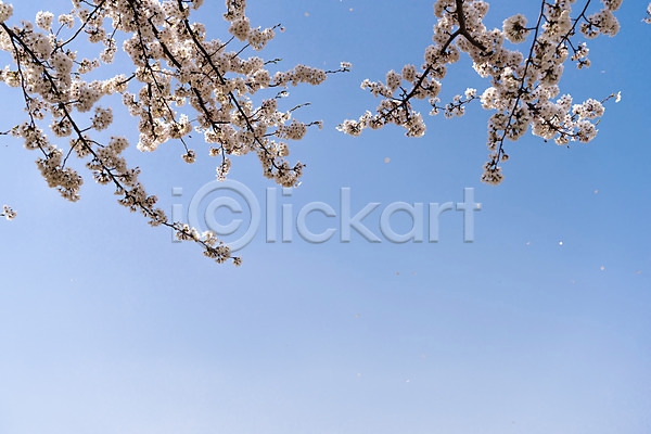 사람없음 JPG 포토 벚꽃 벚나무 봄 봄꽃 봄풍경 삼척 야외 주간 하늘