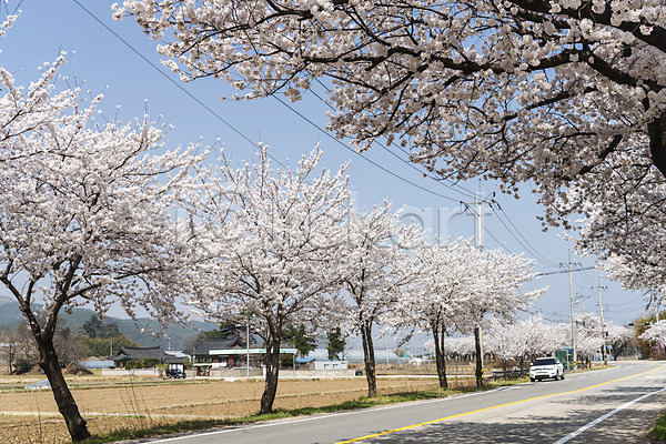 사람없음 JPG 포토 도로 벚꽃 벚나무 봄 봄꽃 봄풍경 삼척 야외 자동차 주간