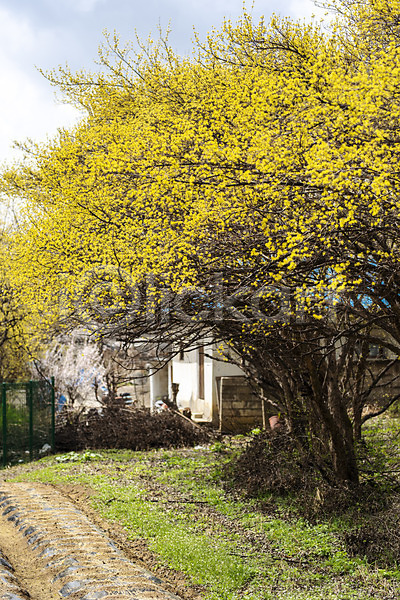 사람없음 JPG 포토 봄 봄꽃 봄풍경 산수유 산수유나무 야외 양평 주간