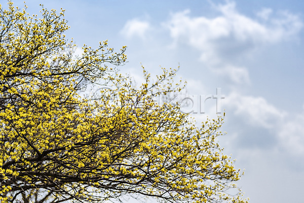 사람없음 JPG 포토 구름(자연) 봄 봄꽃 봄풍경 산수유 산수유나무 야외 양평 주간 하늘