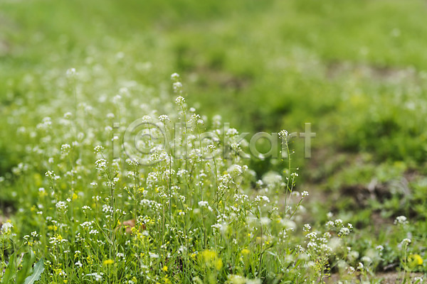 사람없음 JPG 아웃포커스 포토 꽃밭 들꽃 봄 봄꽃 봄풍경 야외 양평 주간