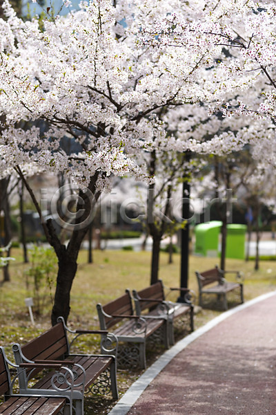 사람없음 JPG 아웃포커스 포토 벚꽃 벚나무 벤치 봄 봄꽃 봄풍경 산책로 야외 주간 판교