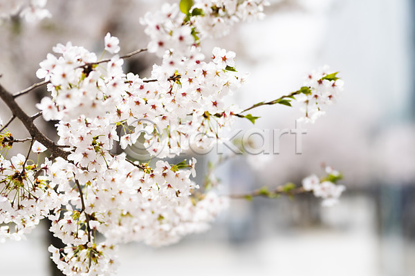 사람없음 JPG 아웃포커스 포토 벚꽃 벚나무 봄 봄꽃 봄풍경 야외 주간 판교