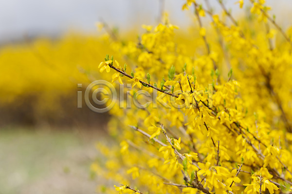사람없음 JPG 아웃포커스 포토 개나리 꽃밭 봄 봄꽃 봄풍경 야외 양평 주간