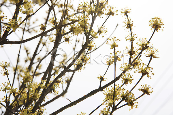 사람없음 JPG 아웃포커스 포토 봄 봄꽃 봄풍경 산수유 산수유나무 야외 양평 주간 하늘