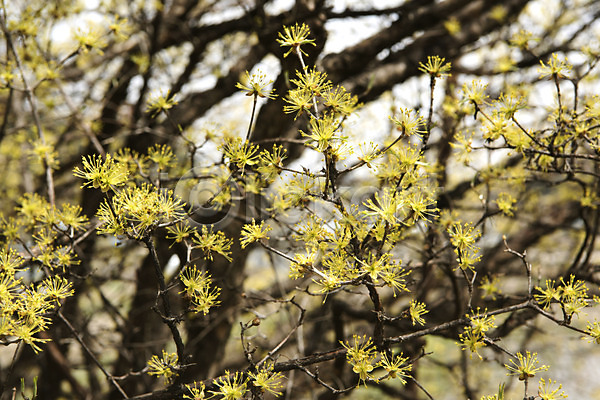 사람없음 JPG 아웃포커스 포토 봄 봄꽃 봄풍경 산수유 산수유나무 야외 양평 주간