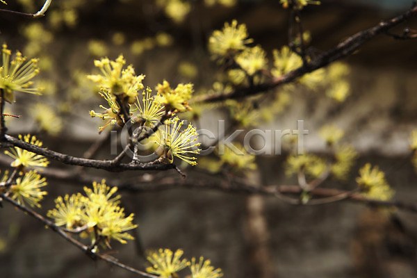 사람없음 JPG 아웃포커스 포토 봄 봄꽃 봄풍경 산수유 산수유나무 야외 양평 주간