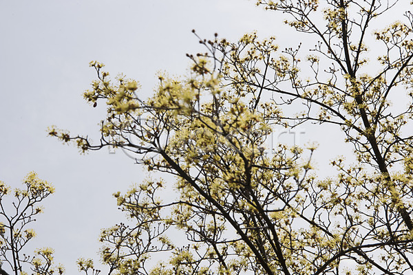 사람없음 JPG 아웃포커스 포토 봄 봄꽃 봄풍경 산수유 산수유나무 야외 양평 주간 하늘