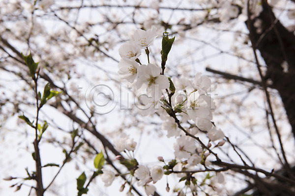 사람없음 JPG 포토 벚꽃 벚나무 봄 봄꽃 봄풍경 야외 주간 판교