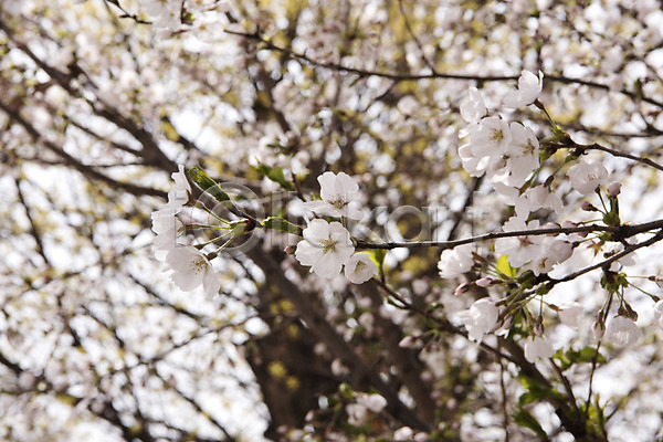 사람없음 JPG 아웃포커스 포토 벚꽃 벚나무 봄 봄꽃 봄풍경 야외 주간 판교