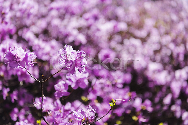 사람없음 JPG 아웃포커스 포토 꽃 봄 봄꽃 봄풍경 부천 야외 주간 진달래
