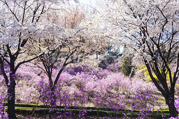 사람없음 JPG 포토 꽃 벚꽃 벚나무 봄 봄꽃 봄풍경 부천 야외 주간 진달래