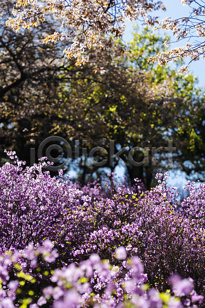 사람없음 JPG 아웃포커스 포토 꽃 봄 봄꽃 봄풍경 부천 야외 주간 진달래