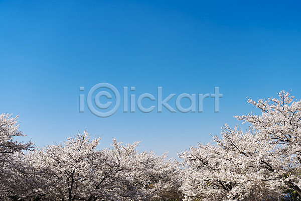 사람없음 JPG 포토 꽃 벚꽃 벚나무 봄 봄꽃 봄풍경 부천 야외 주간 하늘
