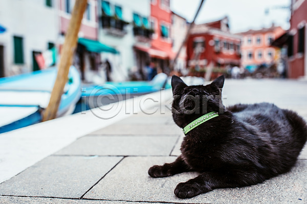 사람없음 JPG 아웃포커스 포토 건물 고양이 관광지 동물라이프 반려 베네치아 야외 유럽 유럽풍경 이탈리아 주간 풍경(경치) 한마리 해외 해외풍경