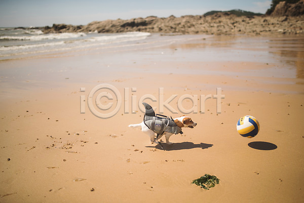 사람없음 JPG 포토 강아지 달리기 동물라이프 딩펫족 모래사장 물결 바다 바위 반려 배구공 야외 여름(계절) 주간 태안 펫팸족 한마리 해변
