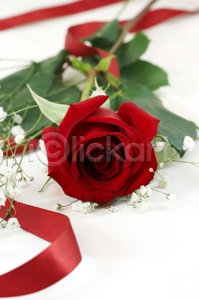 부드러움 사랑 사람없음 JPG 포토 해외이미지 기념일 기회 꽃 꽃잎 발렌타인데이 백그라운드 빨간색 선물 식물 자연 장미 질감 컨셉 해외202004 향기 휴가