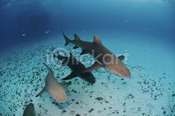 사람없음 JPG 포토 해외이미지 동물 모래 물 바하마 빛 상어 수중 어류 육식동물 지느러미 파란색 해외202004