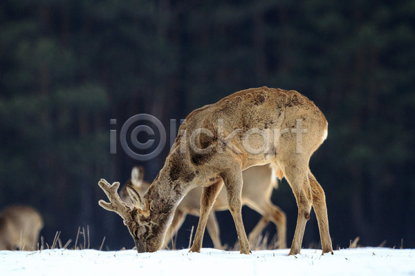 사람없음 JPG 포토 해외이미지 겨울 공원 사슴 숲 야생동물 야외 주간 해외202004