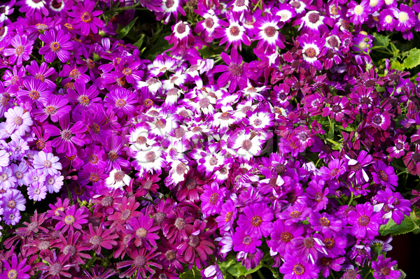 사람없음 JPG 포토 해외이미지 꽃 꽃무늬 꽃잎 벚꽃 봄 빨간색 식물 잎 자연 컬러풀 해외202004